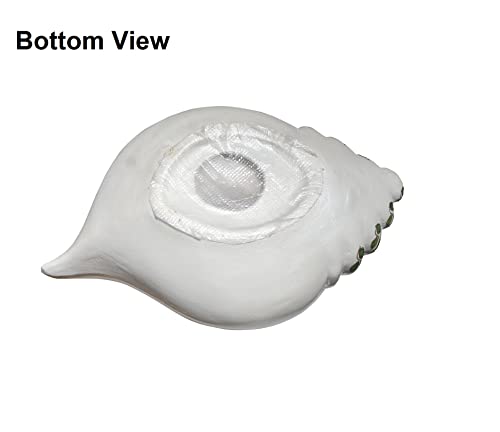 Handmade Terracotta Decorative Shank Sangu Urli Bowl (White, 1 Piece) Mangal Fashions | Indian Home Decor and Craft